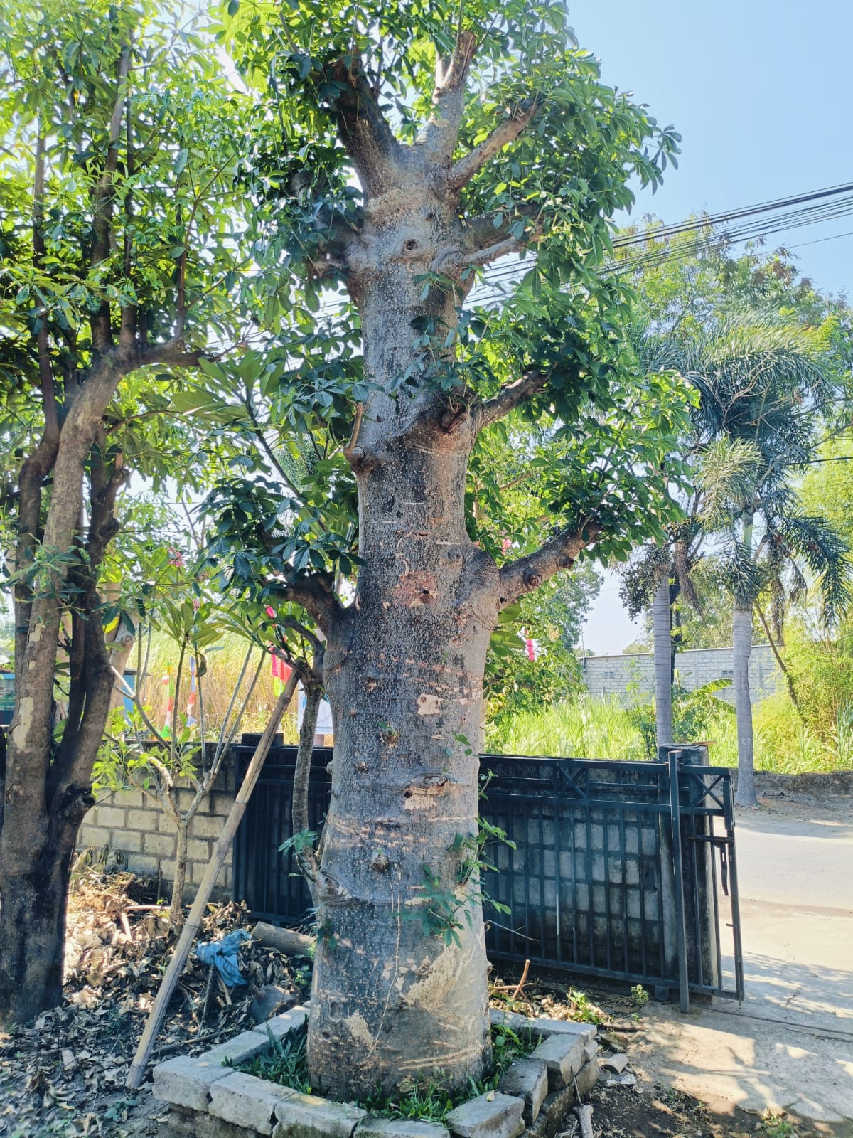 Baobab