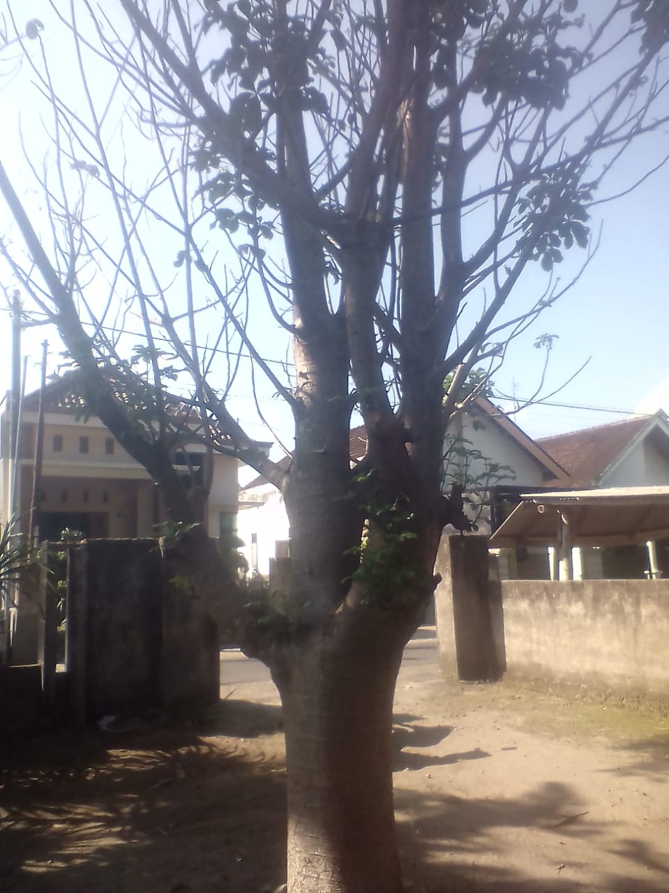 Baobab