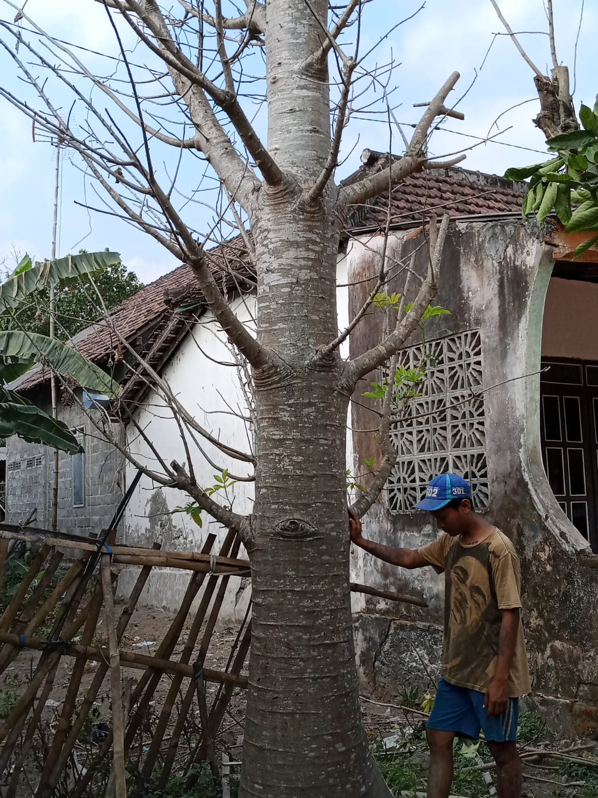 Baobab