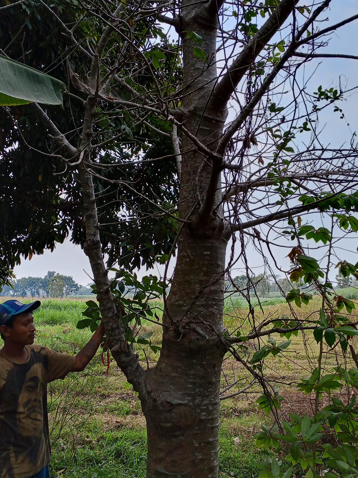 Baobab