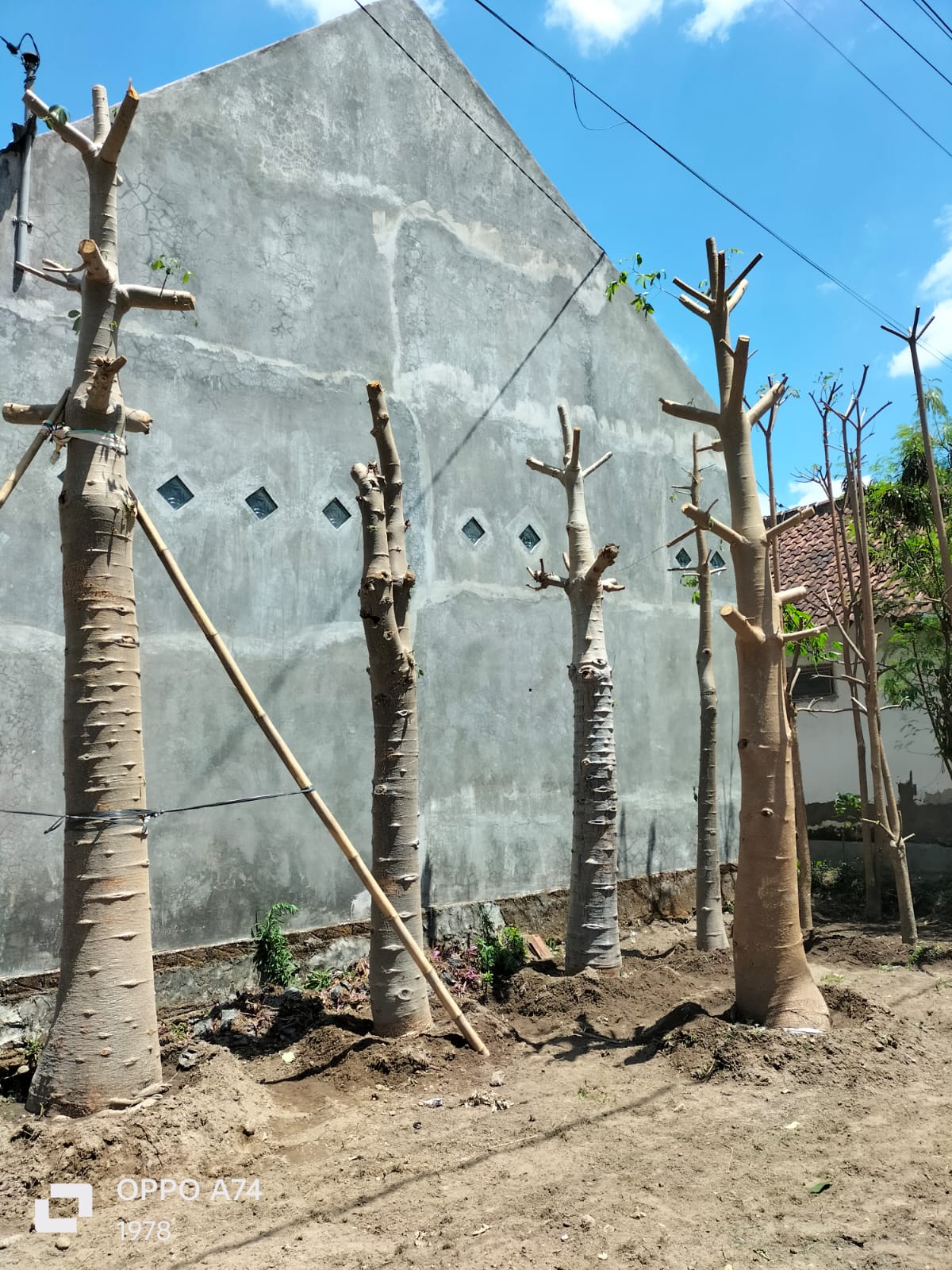 Baobab