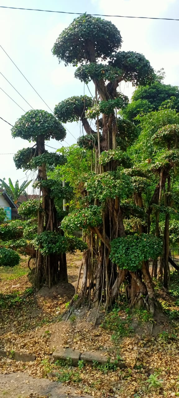 bonsai