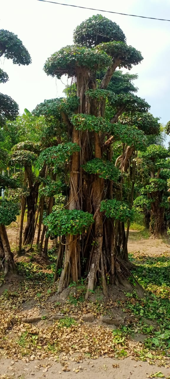 bonsai