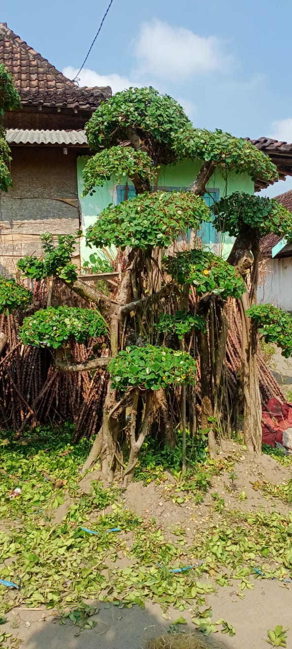 bonsai