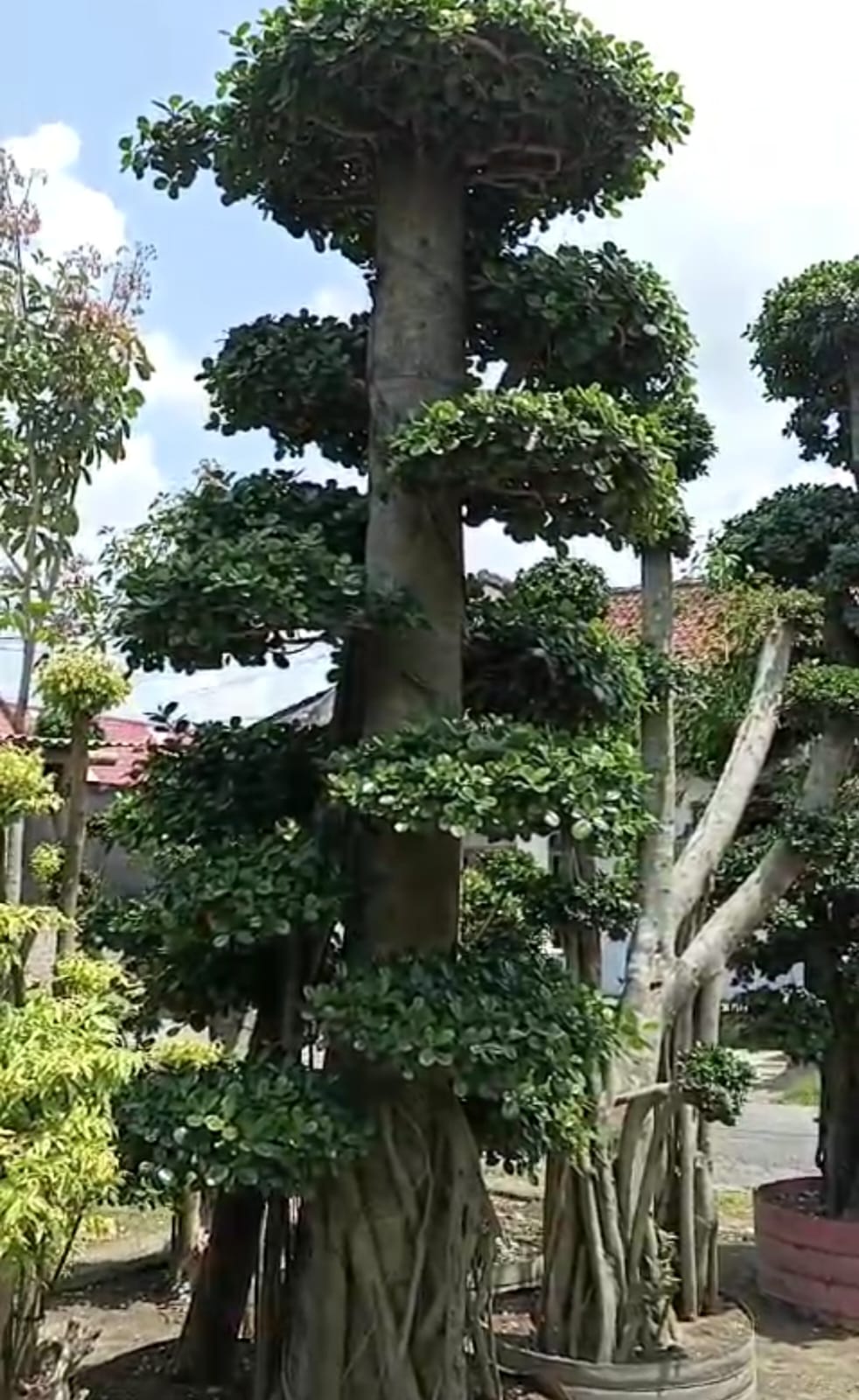 Baobab