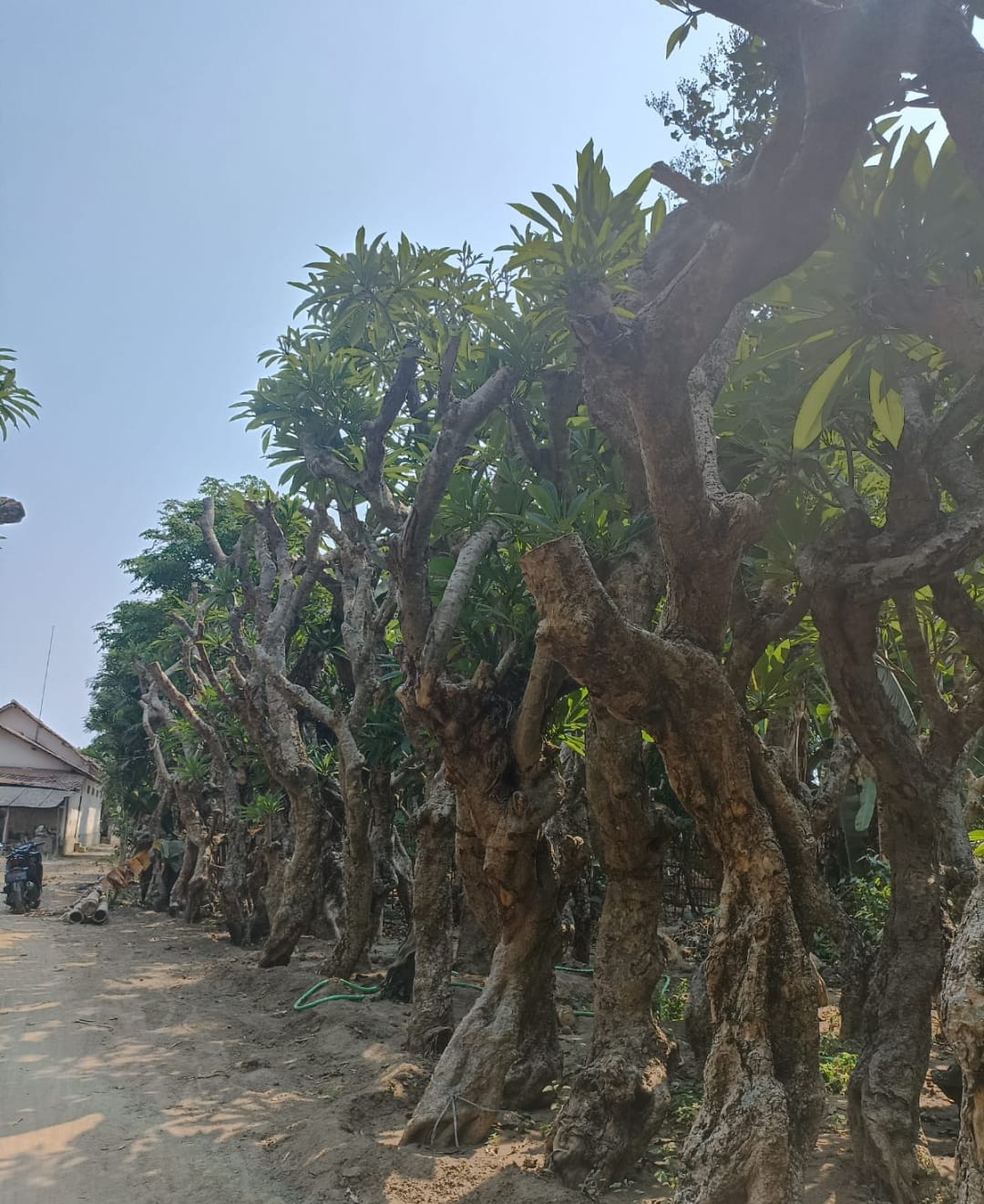 Kamboja