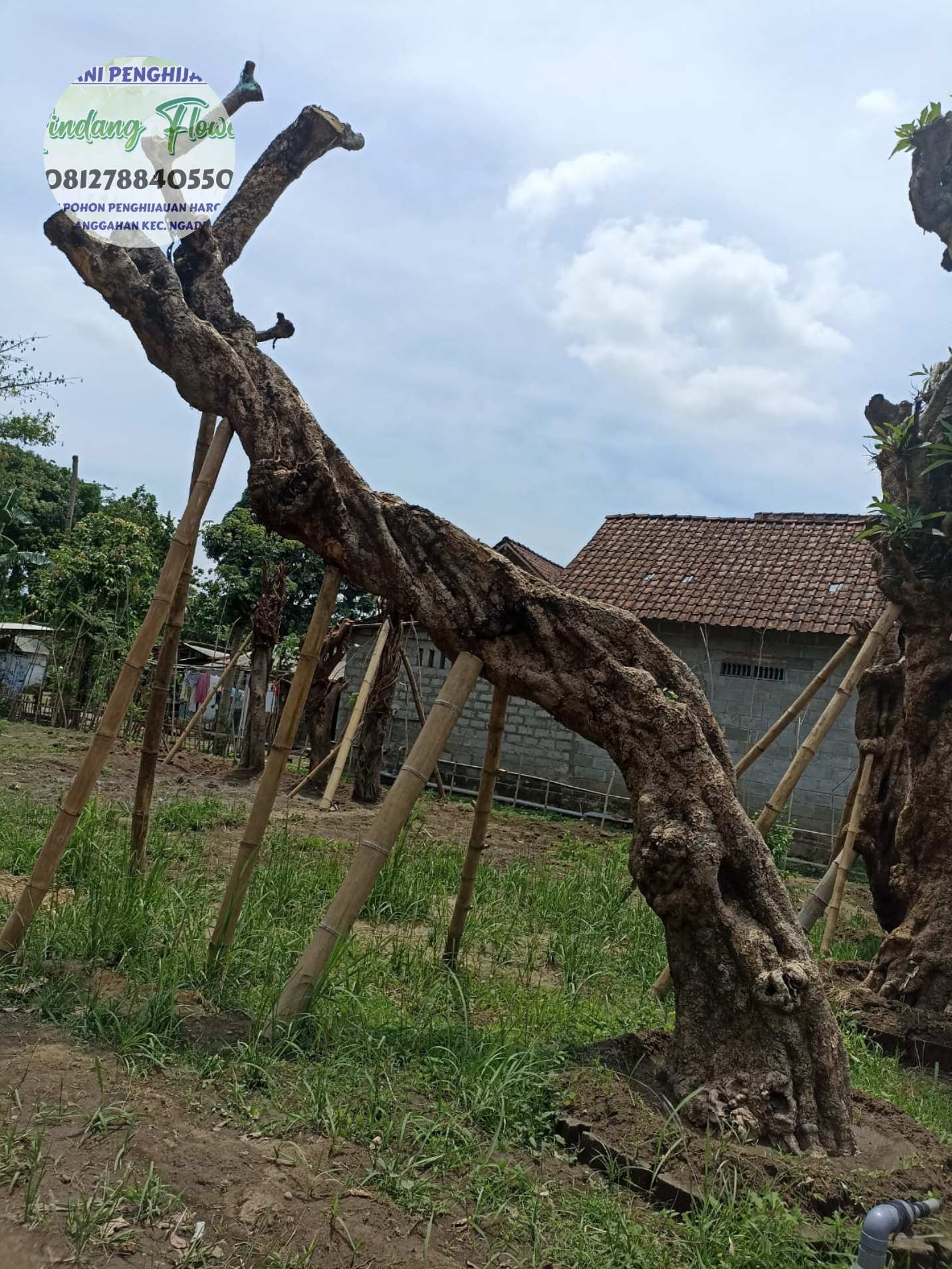 Kamboja