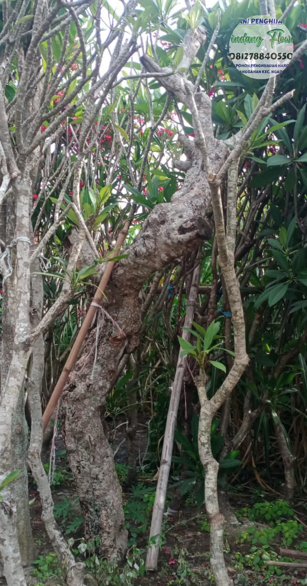 Kamboja