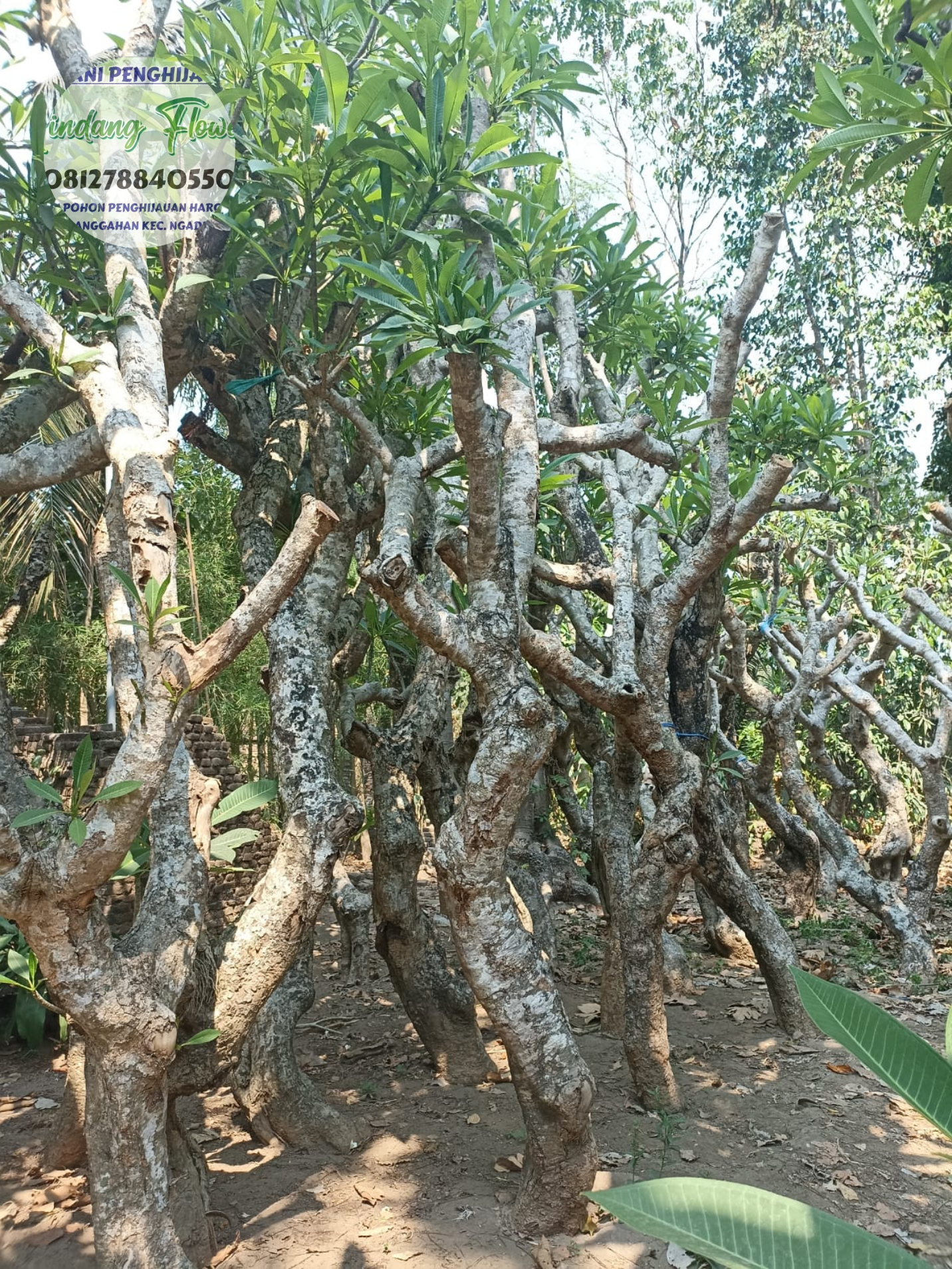 Kamboja