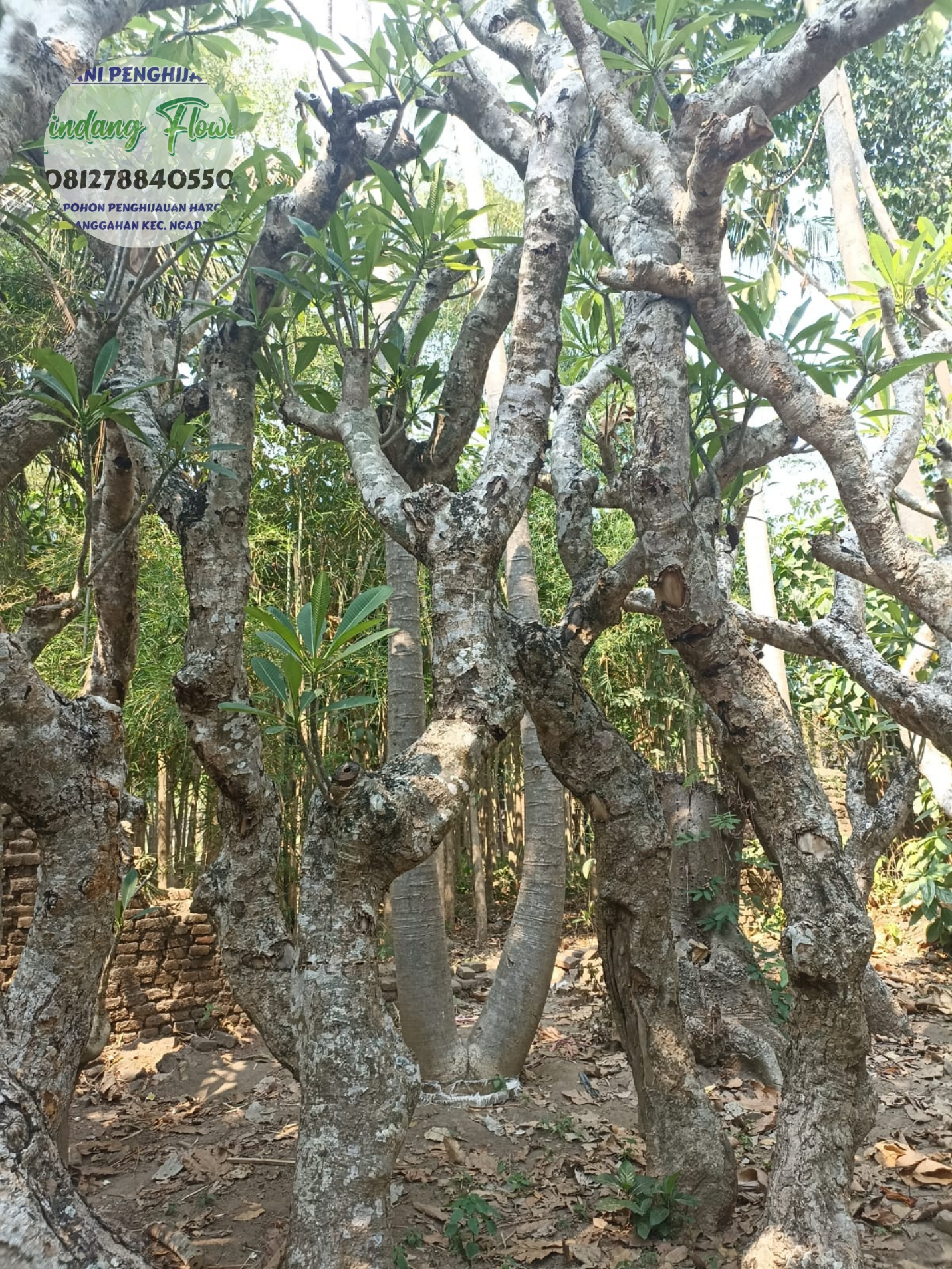 Kamboja