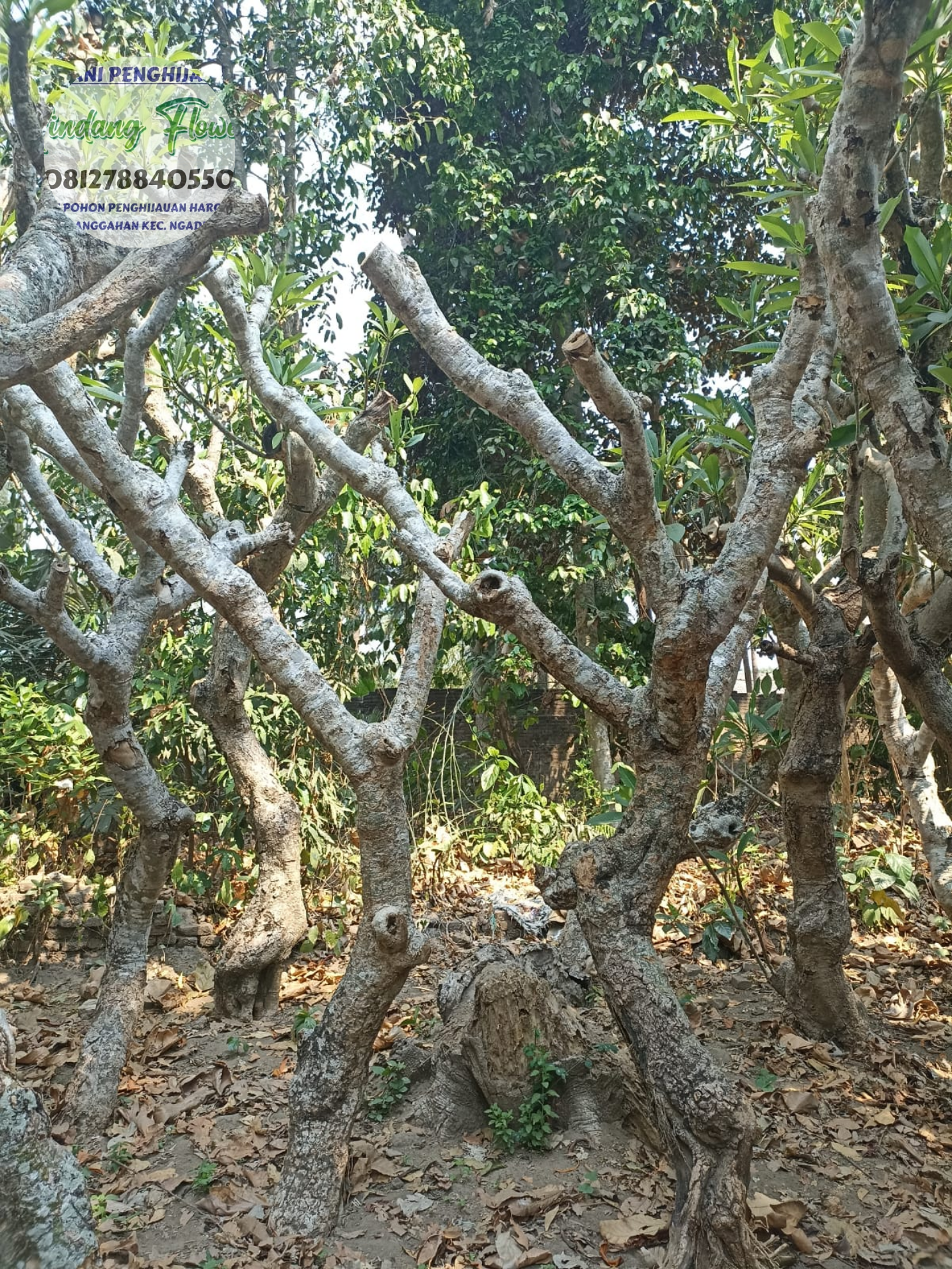 Kamboja