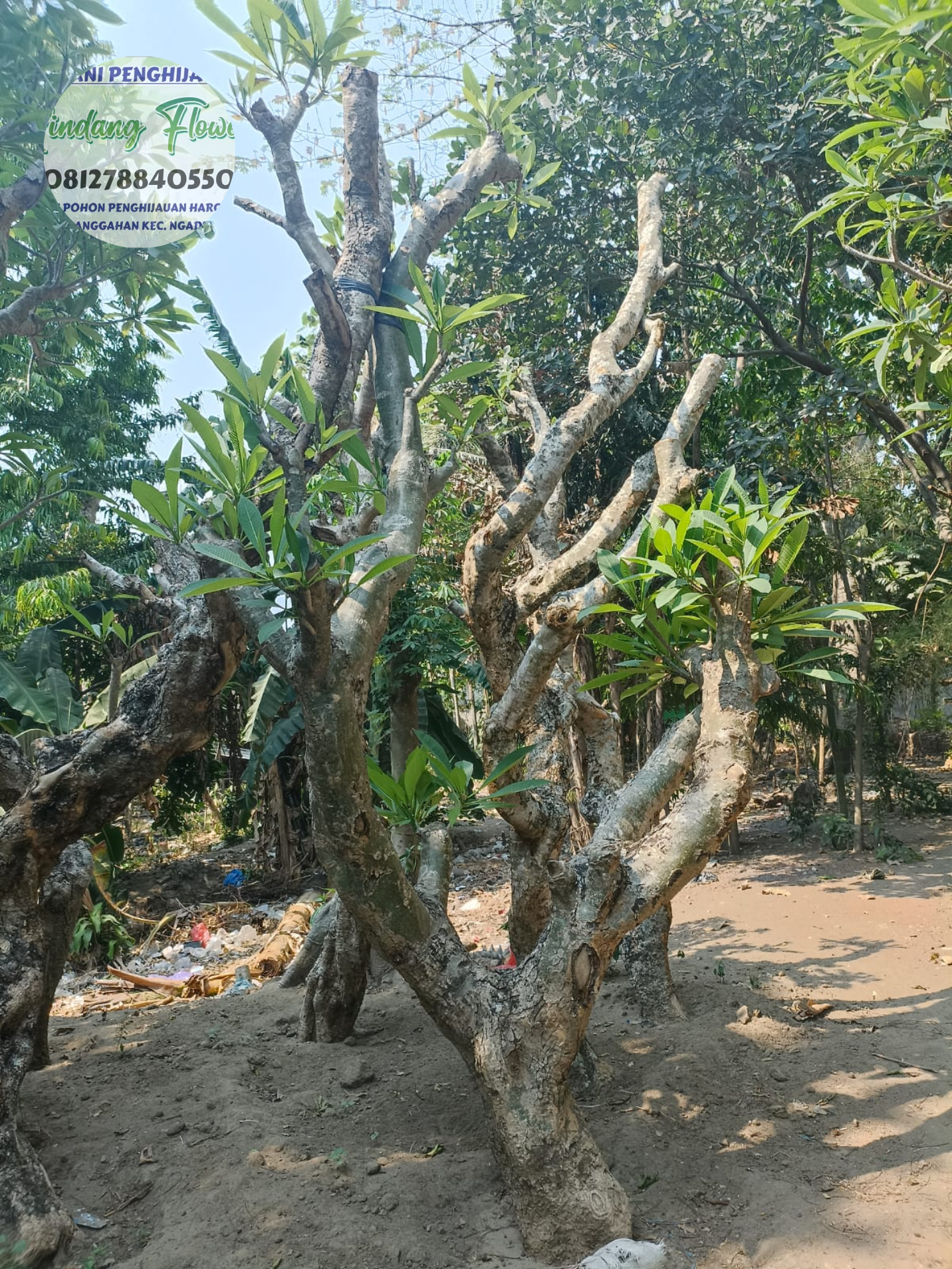 Kamboja