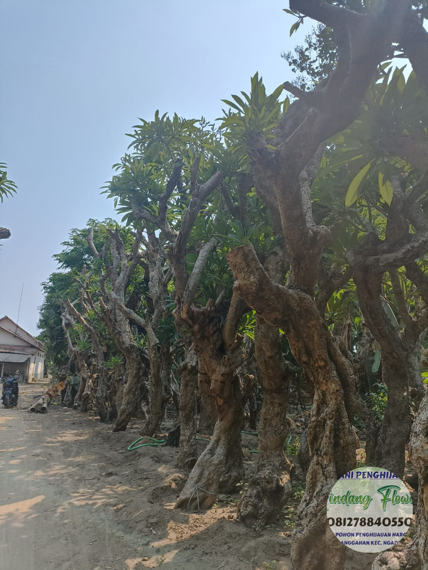 Kamboja
