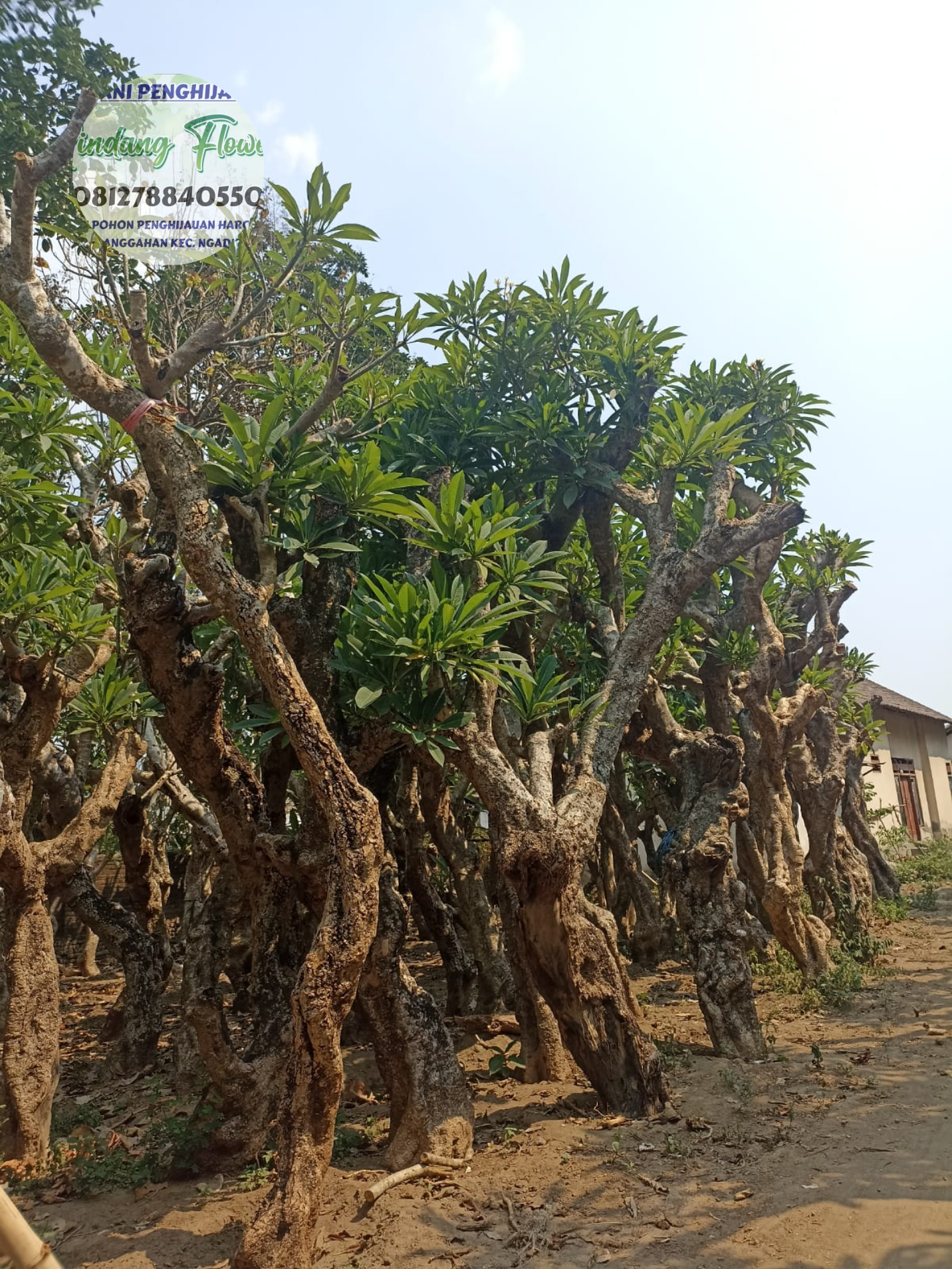 Kamboja