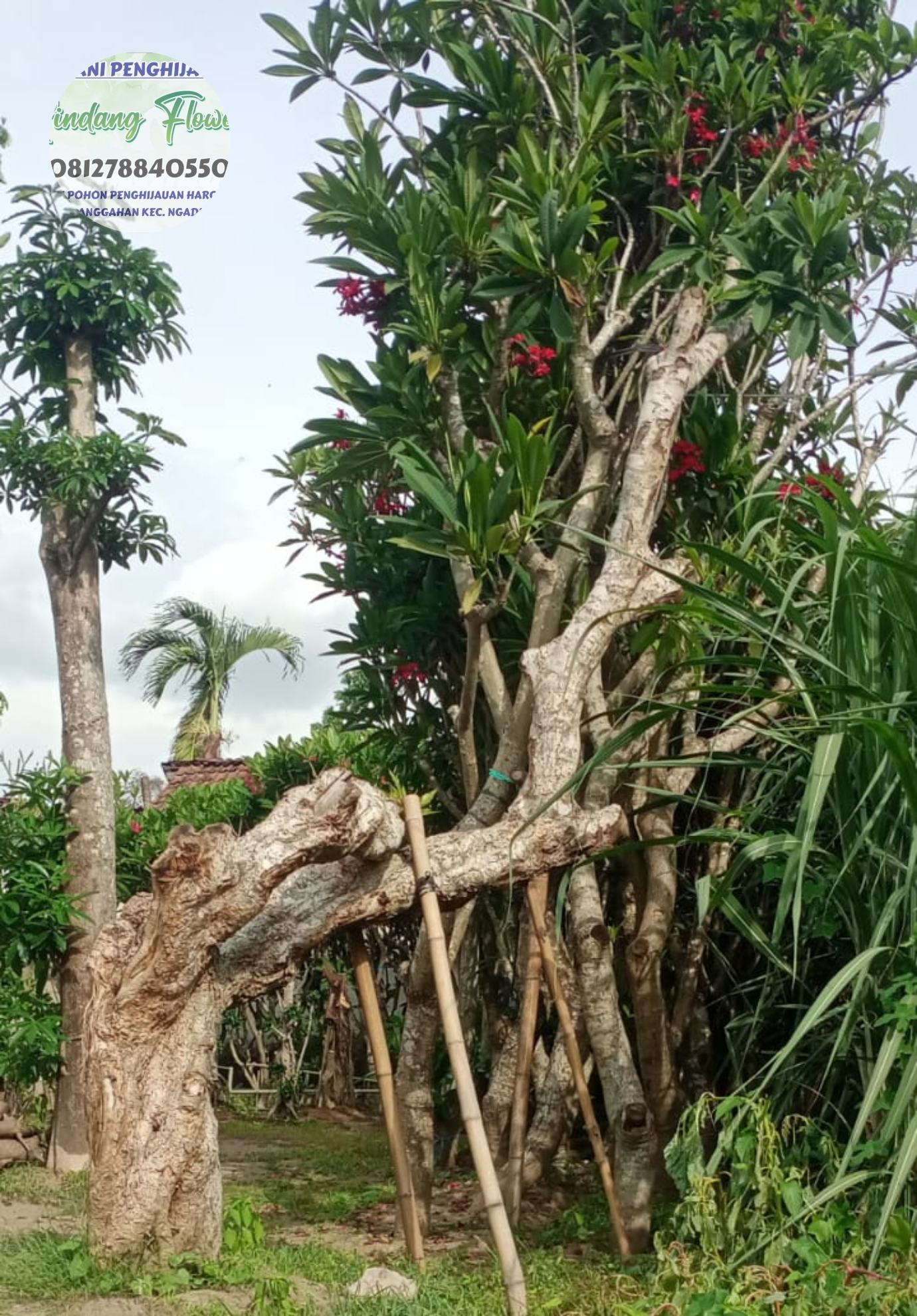 Kamboja