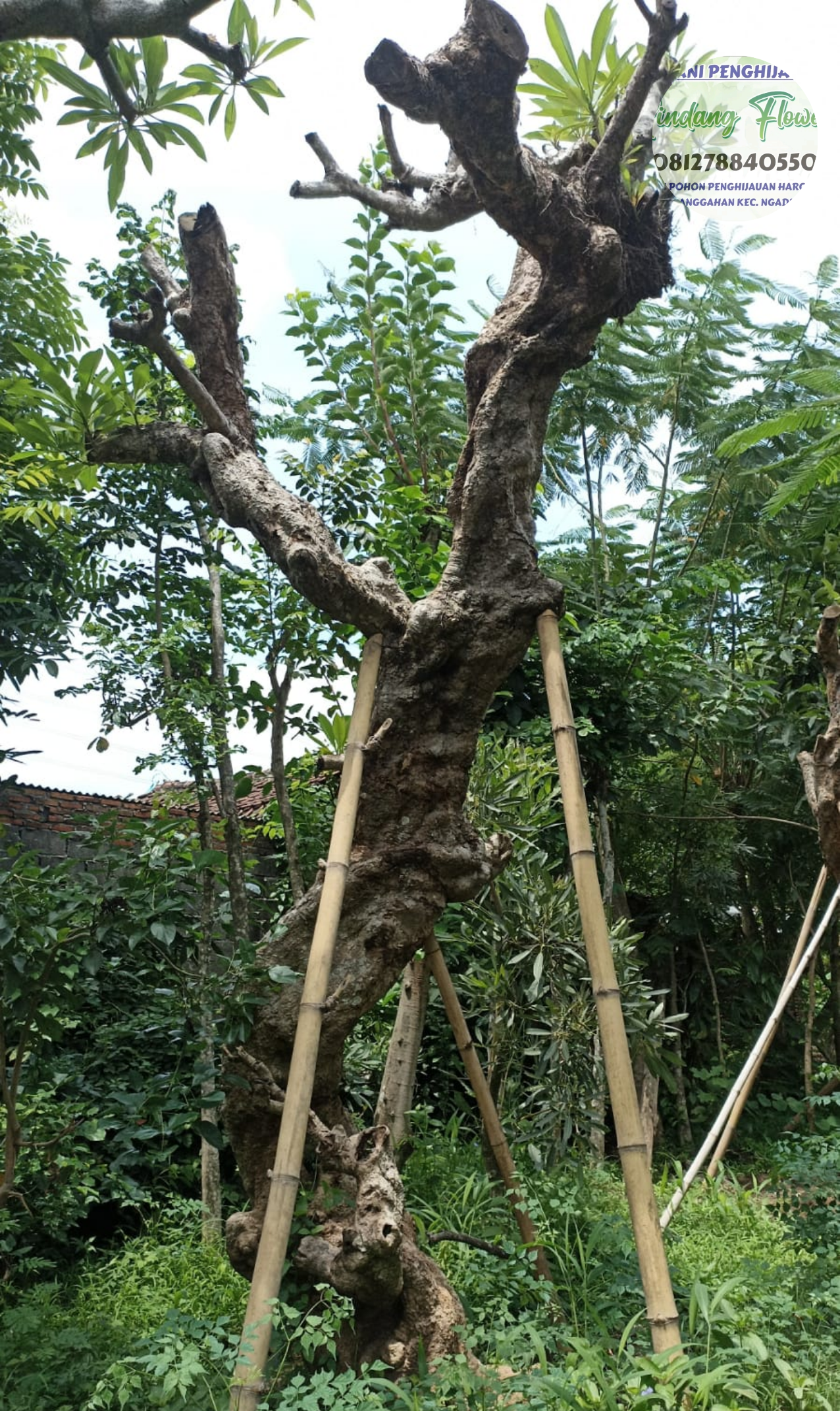 Kamboja