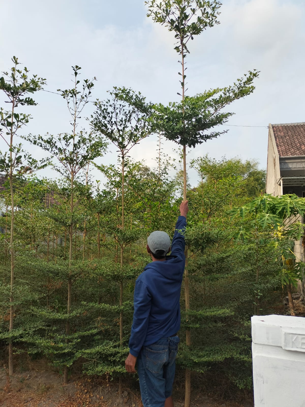 ketepeng kencana