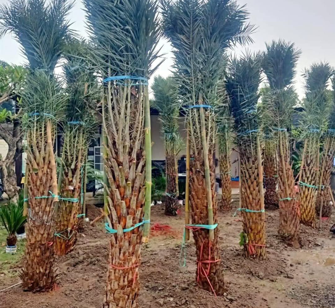 Palm