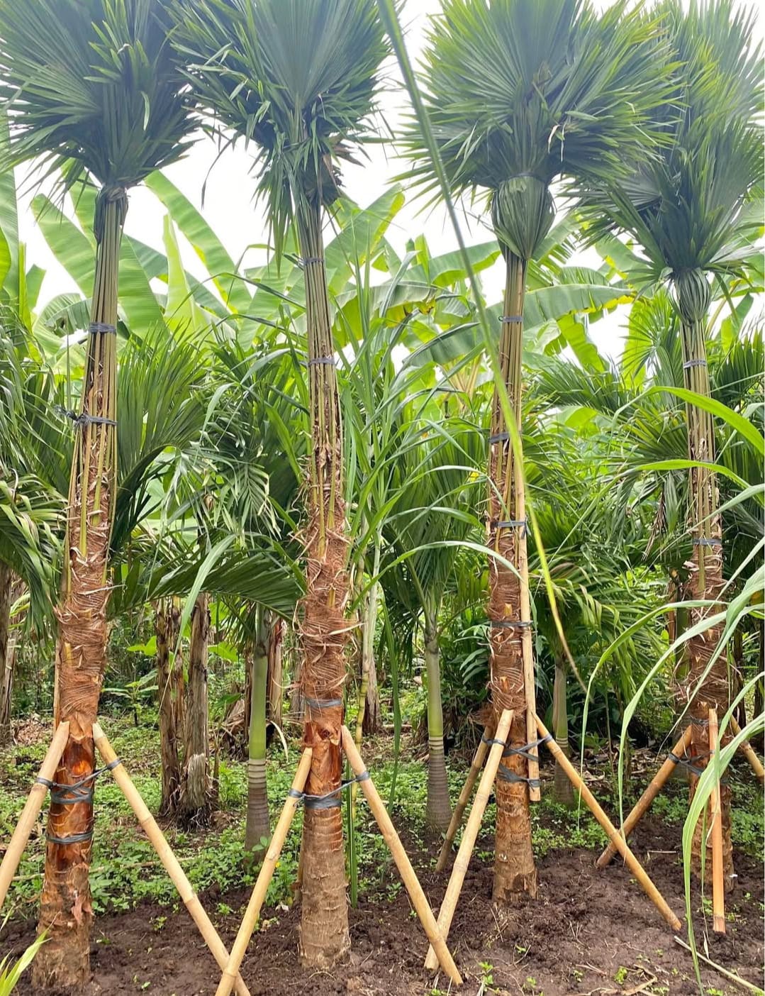 Palm
