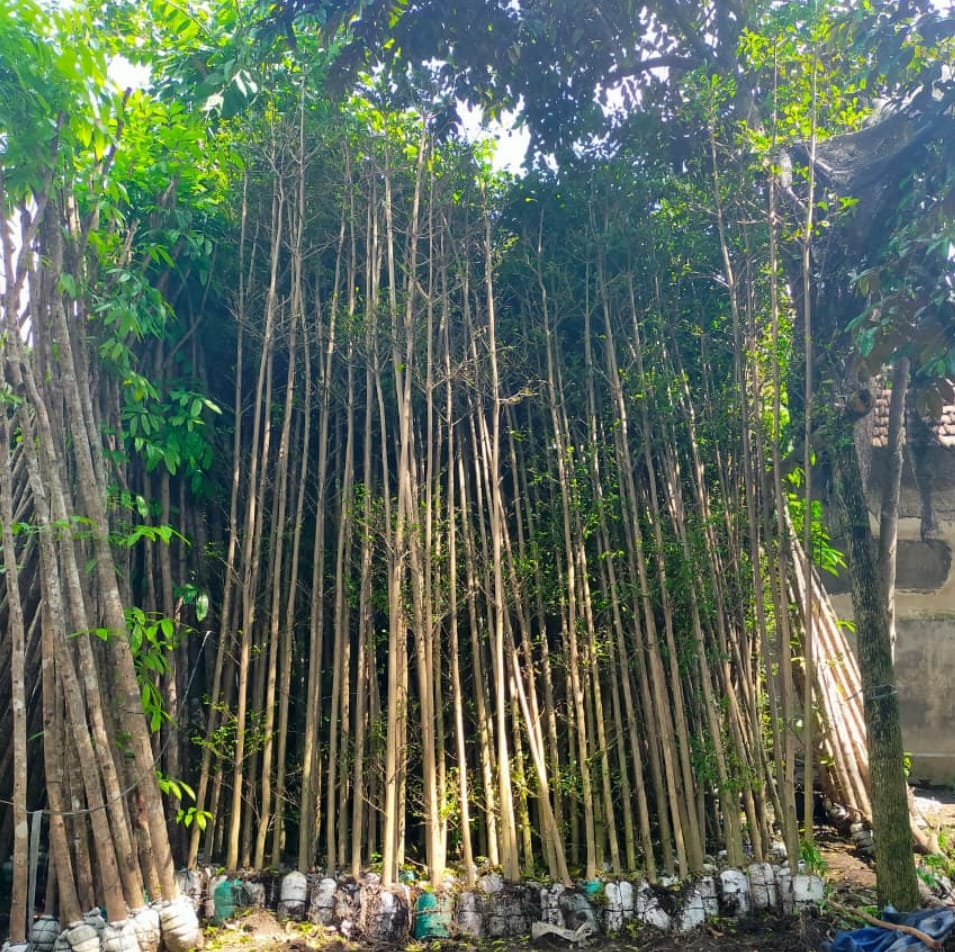 ketepeng kencana